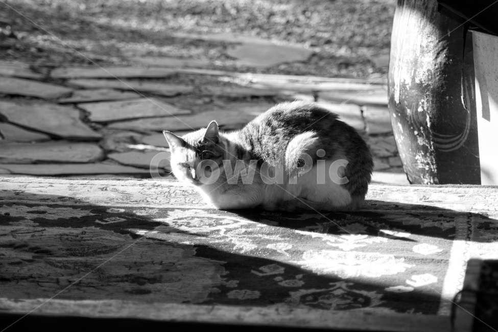 pet,animal,동물,고양이,길고양이,포유류,cat,동물,animal,포유류,mammal,고양이,cat,kitten,kitty