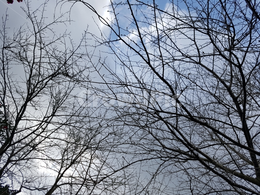 겨울,겨울나무,하늘,구름,날씨,쌀쌀,외로움,감성,풍경,나뭇가지,겨울,계절,winter,season,식물,자연,plants,nature,나무,trees,wood