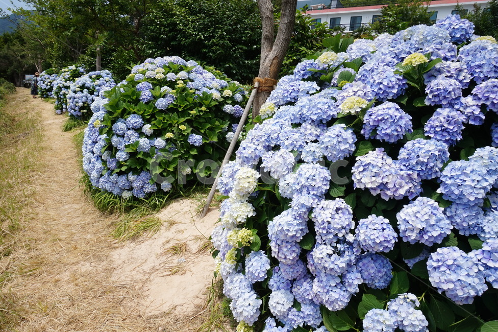 수국,거제도수국,hydrangea,파란수국,보라수국