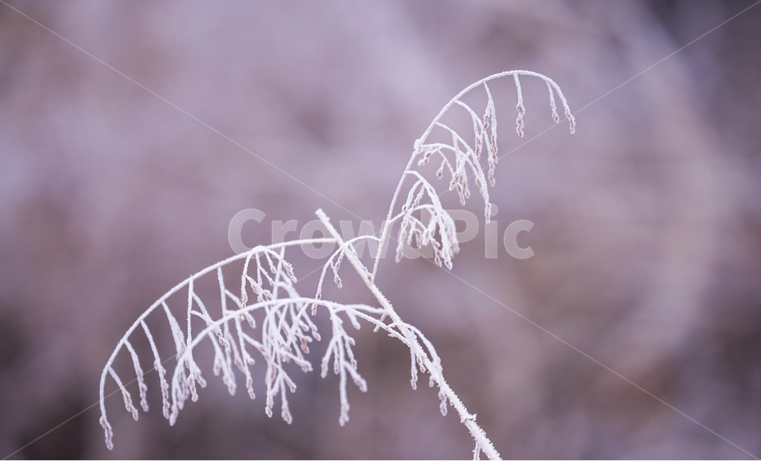 서리,서릿꽃,감성,식물,겨울,계절,접사,클로즈업,겨울,계절,winter,season,식물,자연,plants,nature