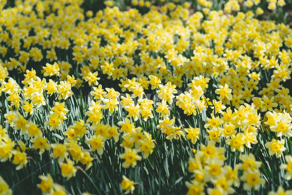 봄,봄꽃,개화,개화기,수선화,식물,자연,풍경,flower,daffodil,노란,노랑색,노란꽃,노랑꽃,spring,plant,blossom