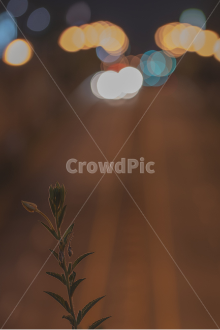 잡초,보케,bokeh,빛망울,분위기,감성,야경,밤,풍경,nightscape,night,landscape,식물,자연,plants,nature