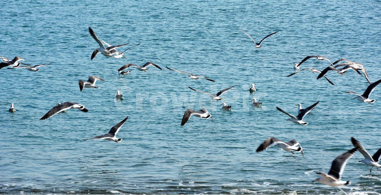 새,갈매기,동물,자연,바다,동물,animal,조류,새,birds
