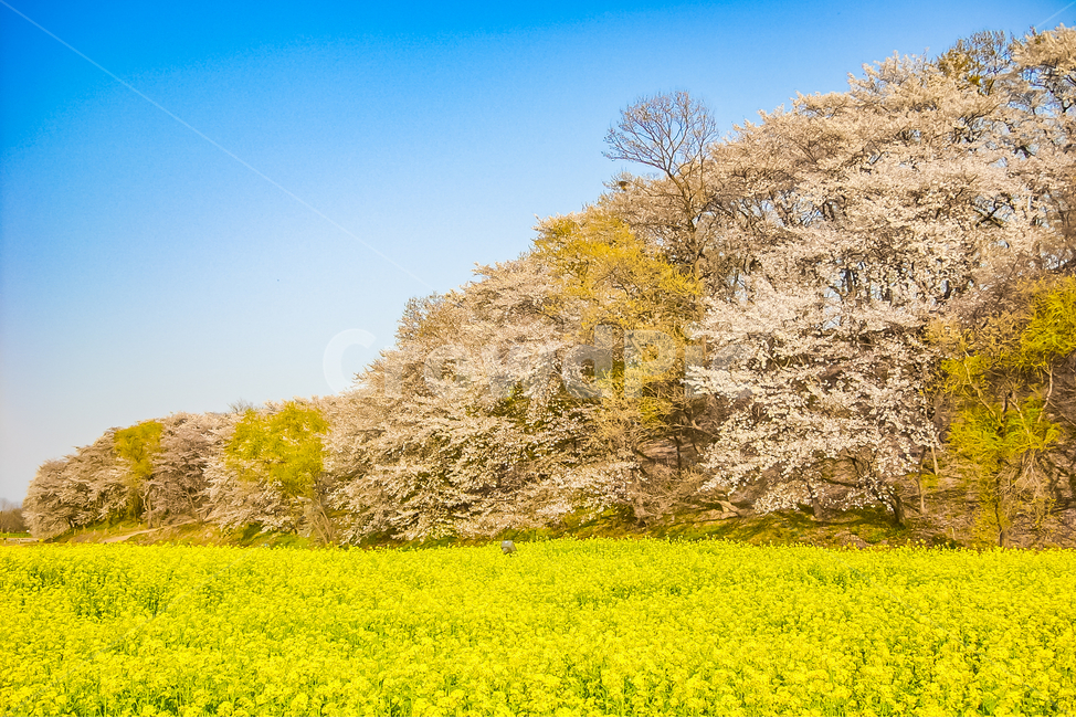 outdoors,grassland,목초지,들,nature,자연,유채꽃,벚꽃,꽃밭,봄,계절,spring,season,식물,자연,plants,nature,꽃,flower,옥외,field,meadow,farm,농장,rural,농촌