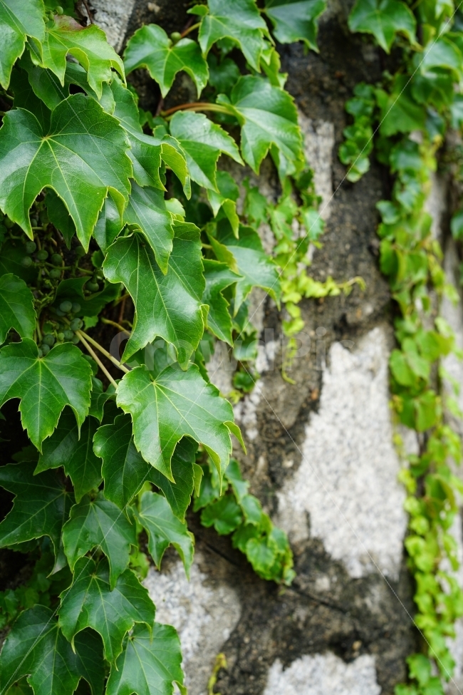 담쟁이,돌담,벽,식물,담쟁이넝쿨,자연,식물,자연,plants,nature
