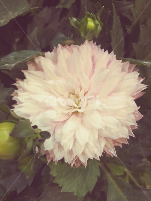 꽃,식물,초록,연핑크,꽃잎,식물,자연,plants,nature,꽃,flower