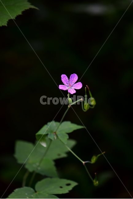 큰세잎쥐손이,야생화,식물,자연,꽃,생태,힐링,플라워,wildflower,flower,plants,nature,season,감성,느낌,emotion,feeling,여름,여러해살이풀,속씨식물,쌍떡잎식물,쥐손이풀목,분홍색,식물,자연,plants,nature,꽃,flower