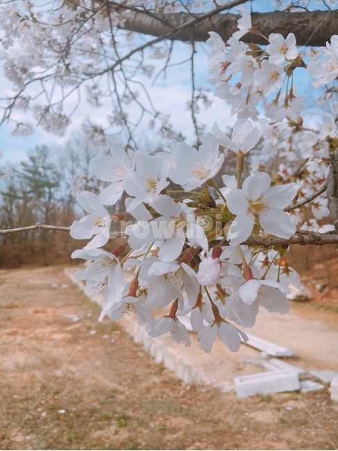 벚꽃,봄,spring,유원지,꽃