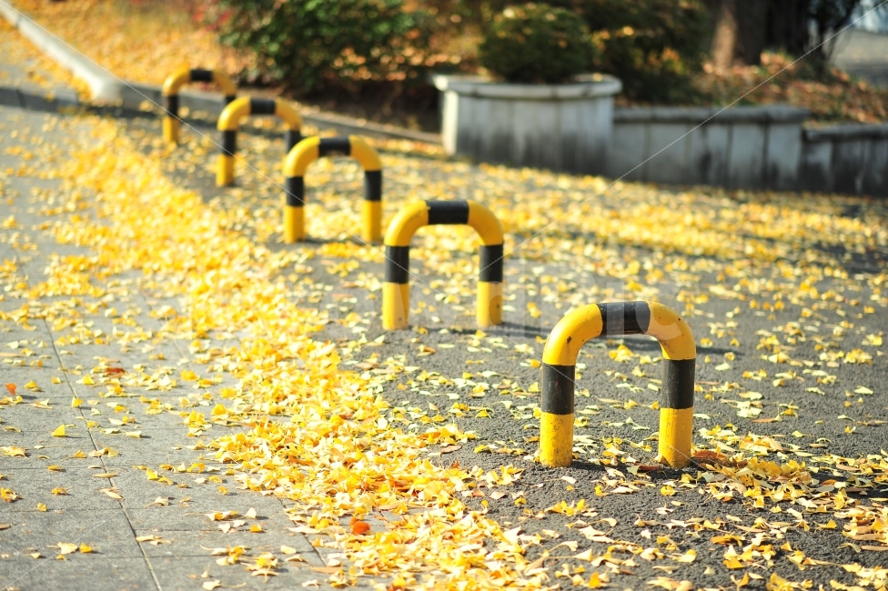가을,은행잎,은행나무,노랑노랑,감성,가을,계절,fall,autumn,season
