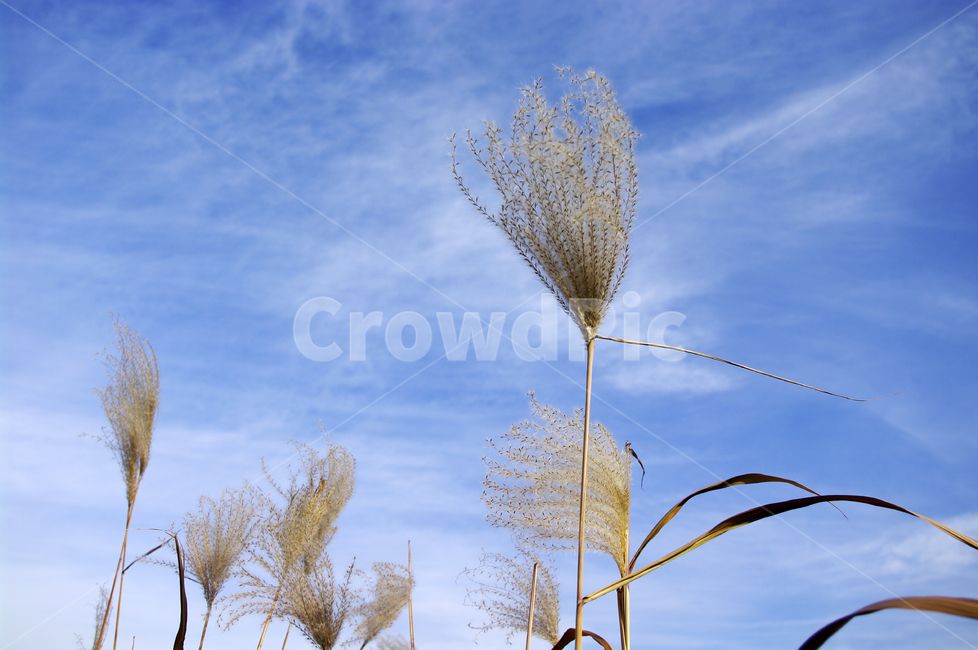 억새,자연,nature,식물,plant,하늘,구름,식물,자연,plants,nature