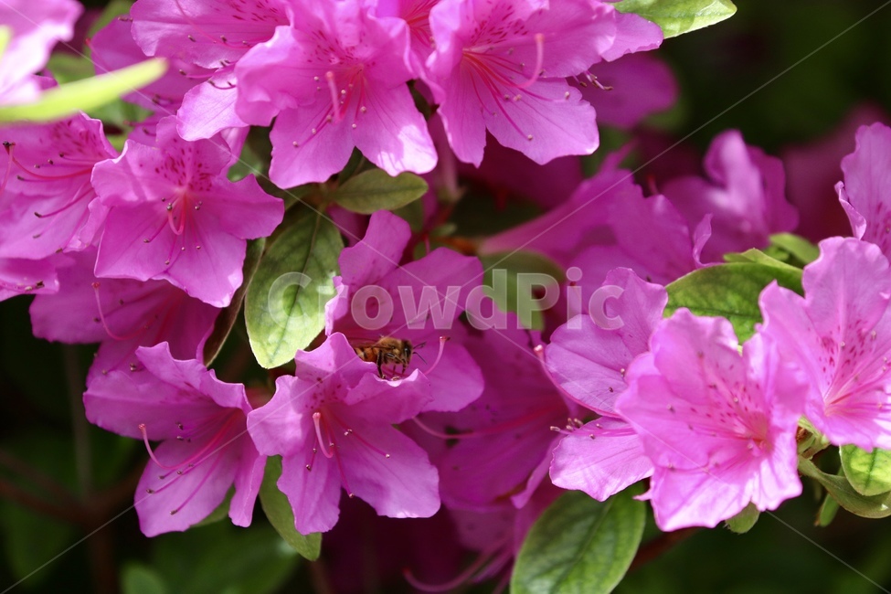 철쭉,보라색,봄,꽃,꿀벌,봄,계절,spring,season,식물,자연,plants,nature,꽃,flower,동물,animal,곤충,벌레,insect,bug,geranium,제라늄,plant,blossom