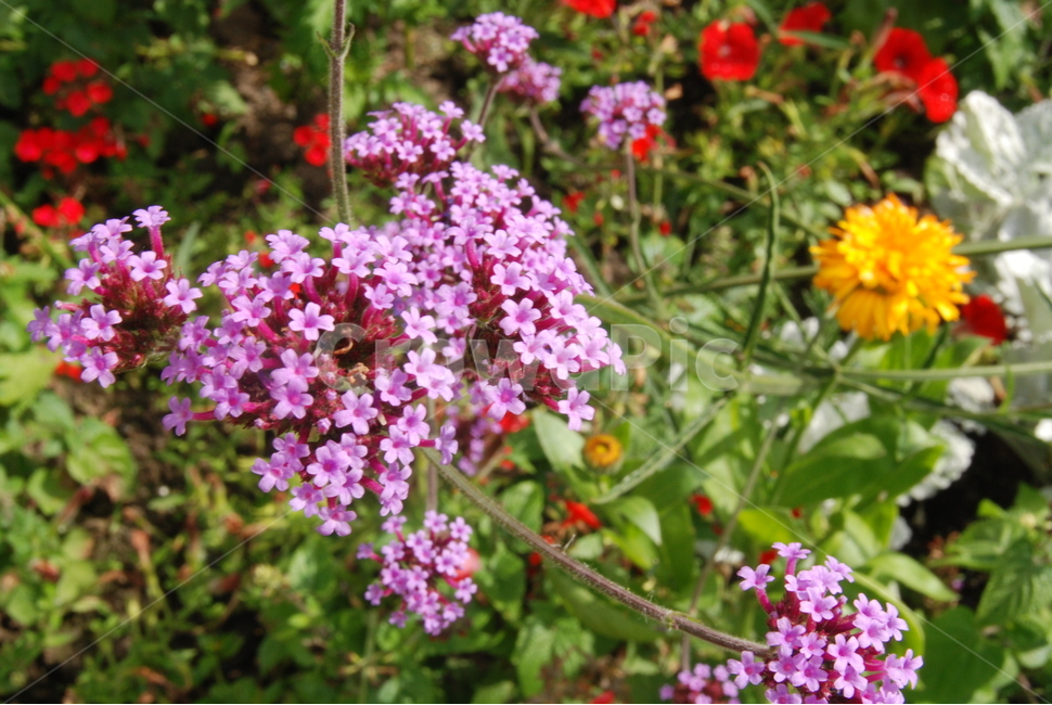 꽃,plant,식물,flower,blossom,알록달록,야생화,식물,자연,plants,nature,꽃,flower