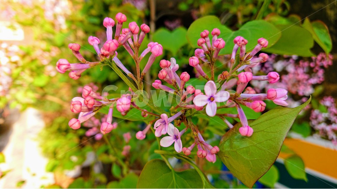 꽃,봄꽃,핑크색,수수꽃다리,보라색,라일락,봄,연보라,봄,계절,spring,season,식물,자연,plants,nature,꽃,flower,plant