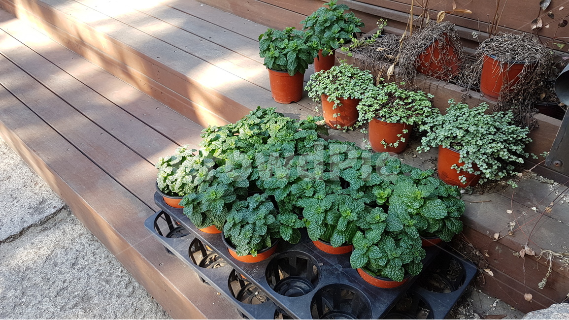 허브,식물,화분,화단,베란다,발코니,계단,봄,herb,pot,garden,balcony,spring,실내용화초,화분,화초,house plant