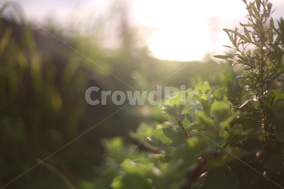 plant,식물,빛,flame,자연,풍경,식물,자연,plants,nature