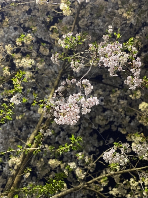 flower,background,벚꽃,blossom,cherryblossom,night,nightflower,plant,식물,꽃,봄,spring,apiaceae,양봉장과