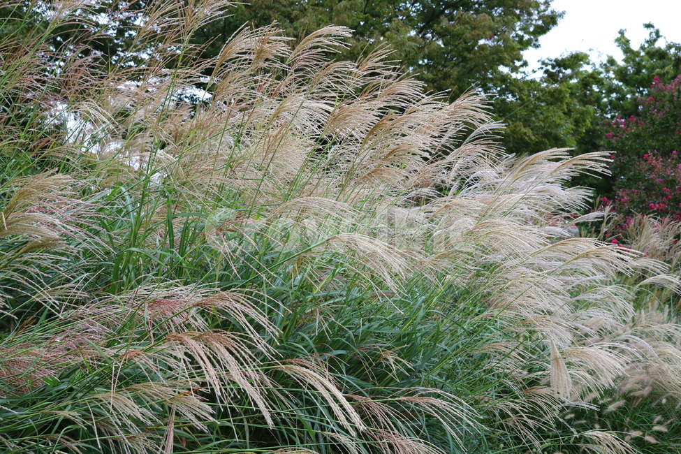 억새,풀,억새풀,식물,자연,벼과,벼과식물,들풀,두영,식물,자연,plants,nature