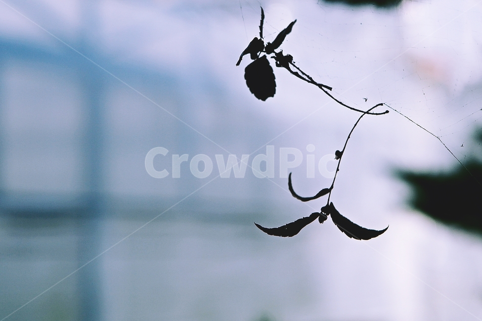 낙엽,잎,나무잎,거미줄,자연,식물,공원,식물,자연,plants,nature