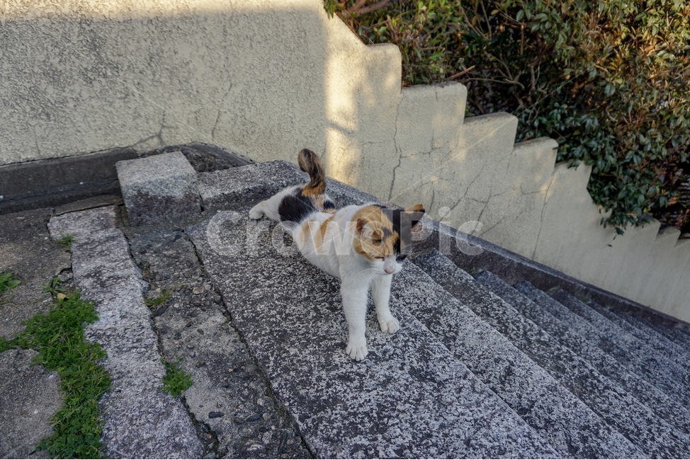 고양이,집사,길고양이,동물,팔굽혀펴기,동물,animal,포유류,mammal,고양이,cat,kitten,kitty