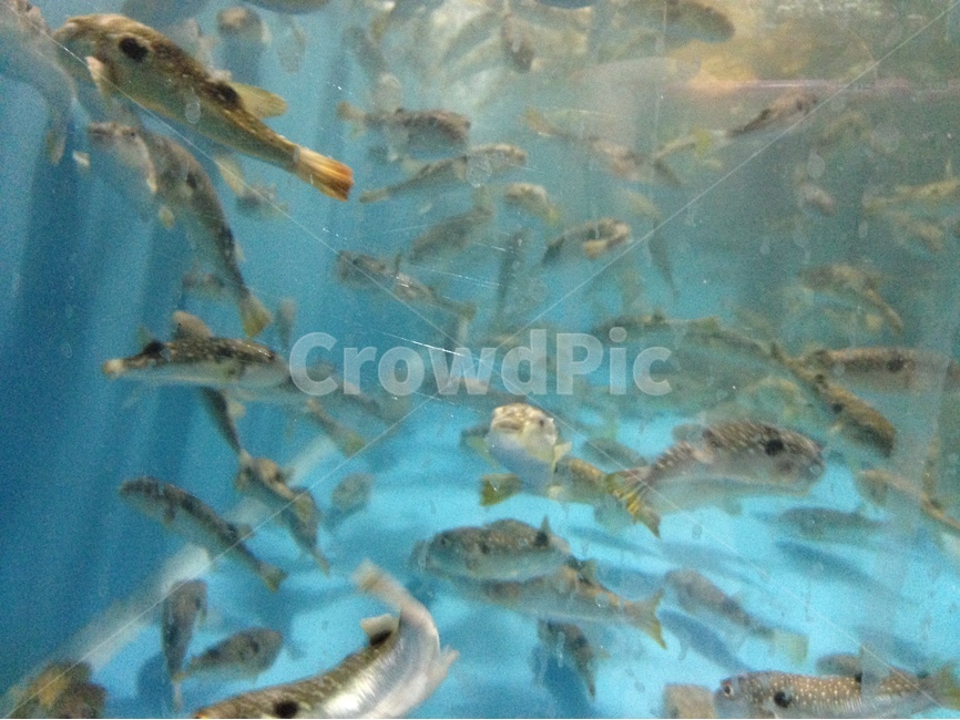 수족관,복어,졸복,물고기,복집,동물,animal,어류,물고기,fish