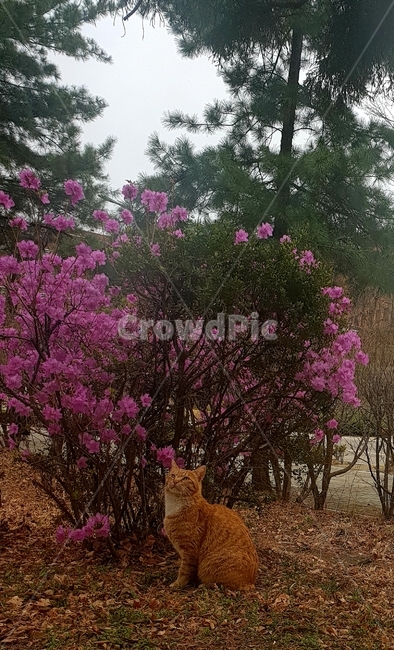 고양이,진달래,진달래꽃,길고양이,봄,동물,animal,포유류,mammal,고양이,cat,kitten,kitty