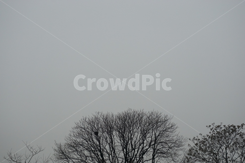 하늘,나무,겨울,나무가지,화이트앤블랙,겨울,계절,winter,season,자연,풍경,nature,landscape,식물,plants,나무,trees,wood,outdoors,옥외