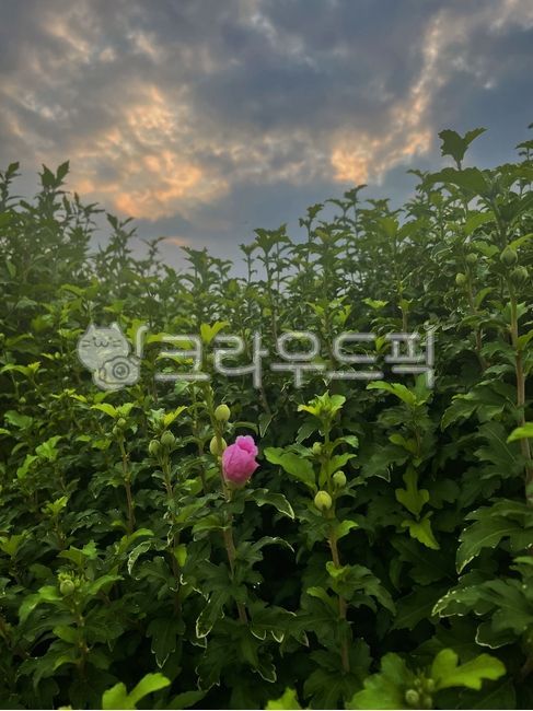 초목,flower,새벽,green,꽃