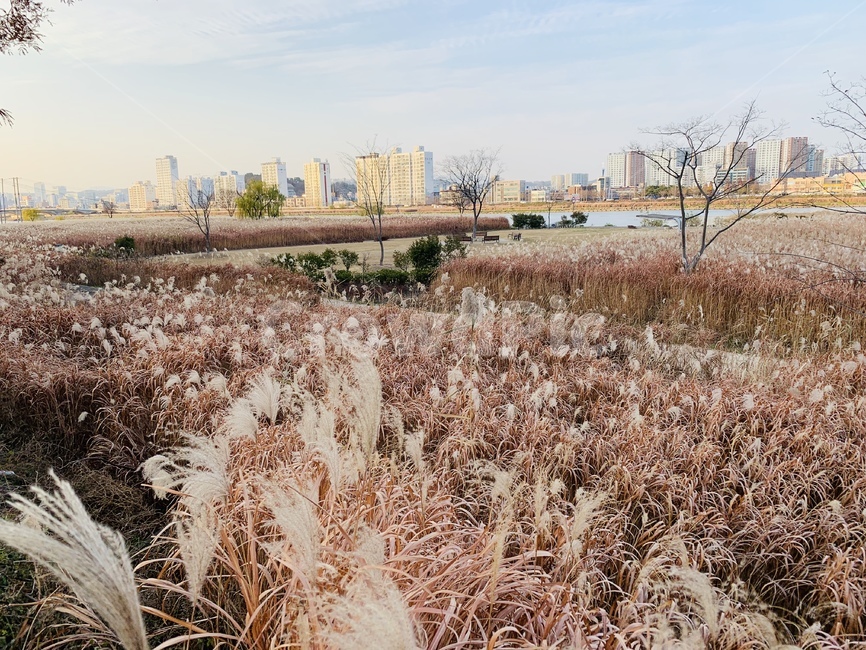 갈대,강변,자연,풍경,가을,낭만,힐링,아름다움,가을,계절,fall,autumn,season,도시,풍경,city,landscape,한국도시풍경,한국도시경관,korea cityscape