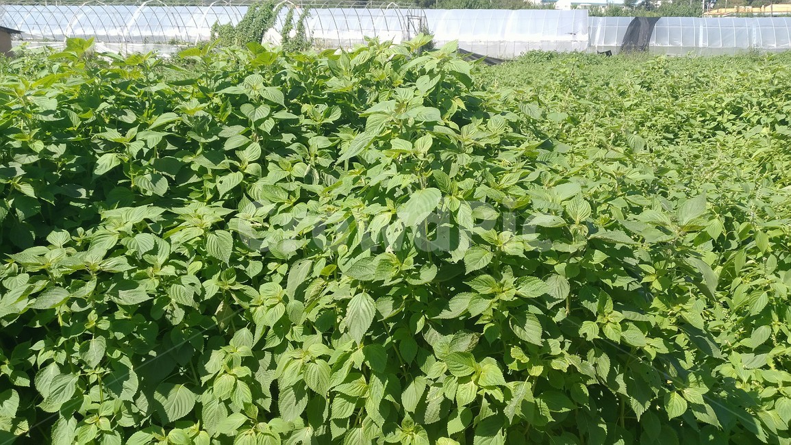 깻잎,시골,들깨,밭,농사,농작물,식물,자연,plants,nature