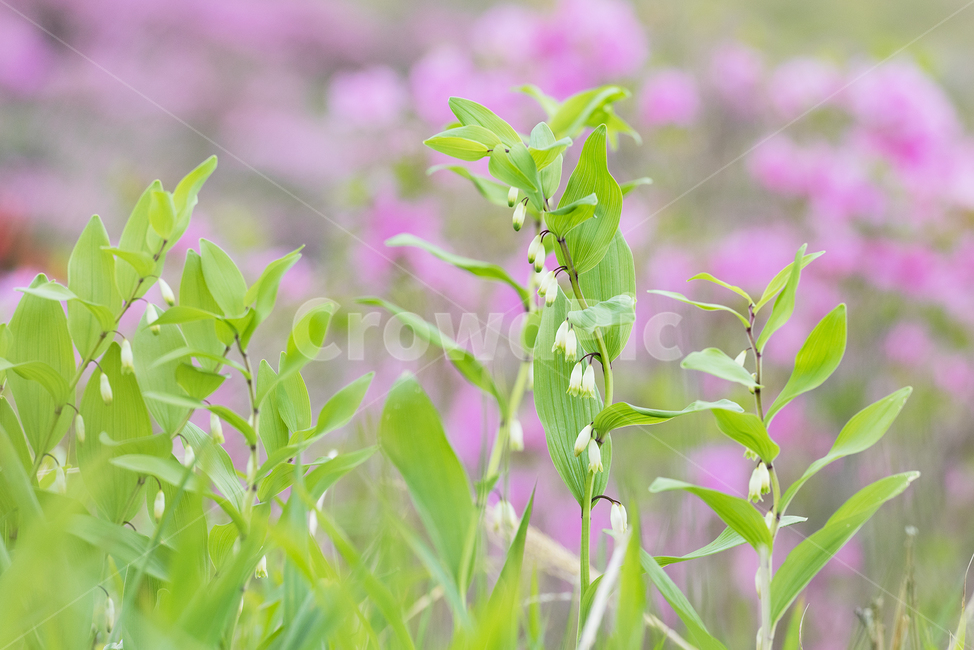 둥글래,둥글래차,둥글래꽃,봄,초록잎,싱그러움,배경,식물,자연,plants,nature,꽃,flower