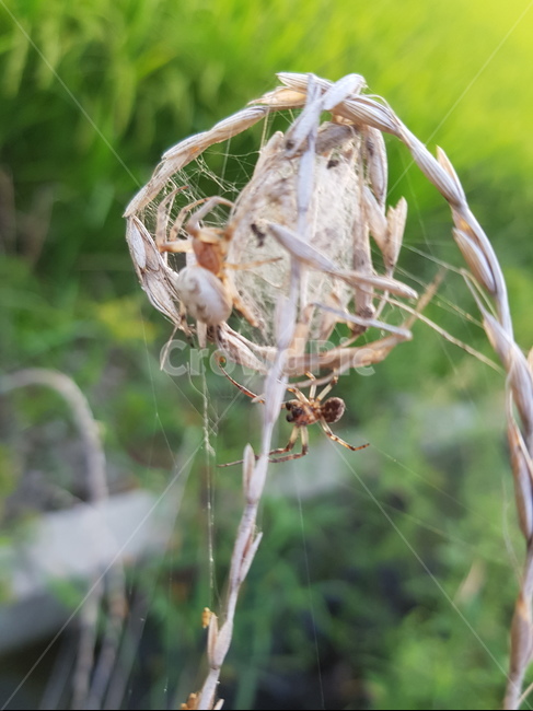 거미,자연,곤충,거미줄,논,거미집,곤충,벌레,insect,bug