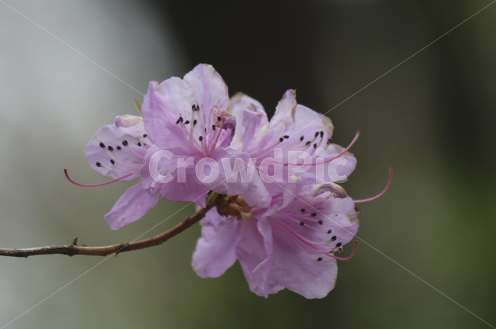 plant,식물,flower,blossom,꽃,꽃잎,진달래,진달래꽃,철쭉