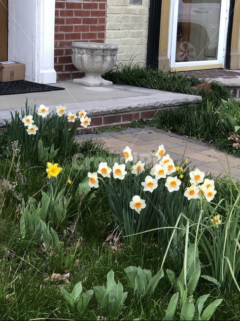 봄,꽃,수선화,flower,plant,식물,마당,풀,spring,nature,자연