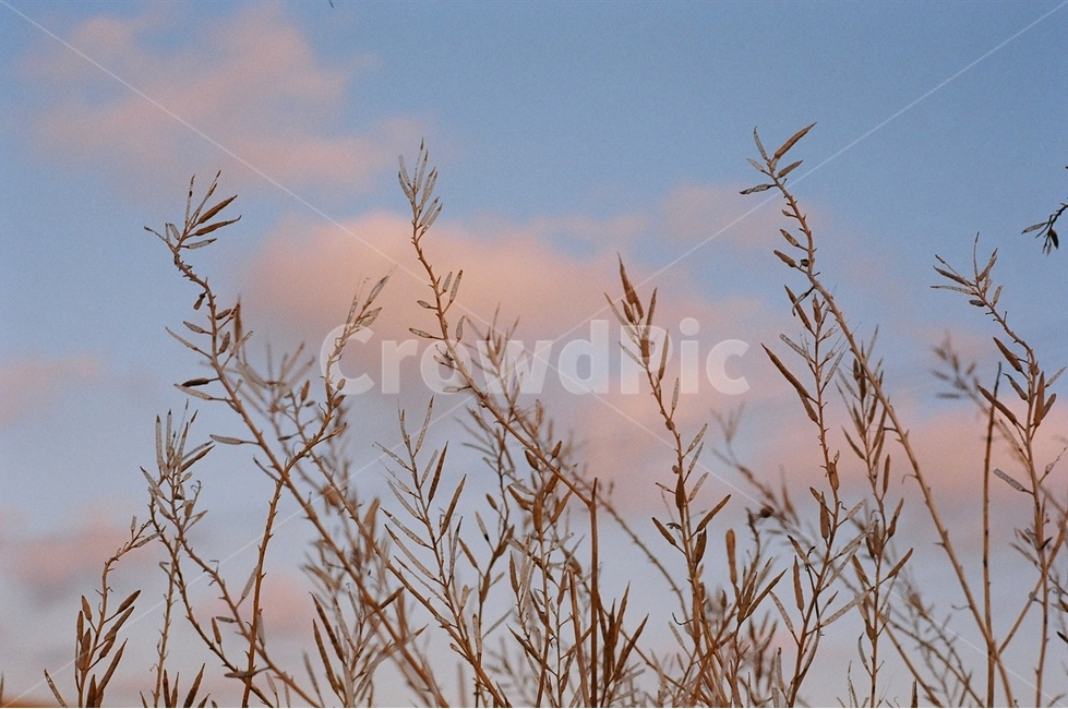가을,풀,길,산책,자연,식물,자연,plants,nature