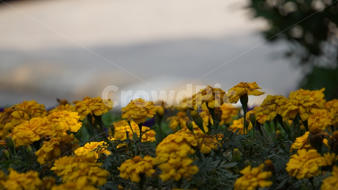 꽃,풍경,사진,배경,색감,식물,자연,plants,nature,꽃,flower