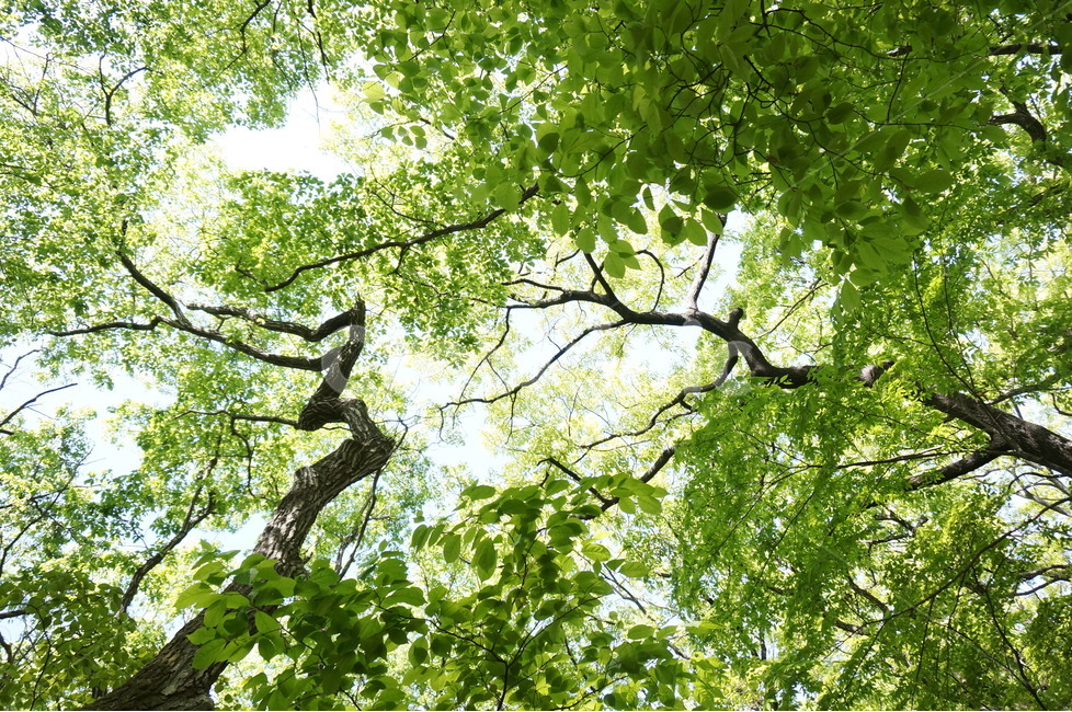 봄,상림공원,나무,초록,하늘,시원시원,상쾌,산책,자연,풍경,nature,landscape,식물,plants,나무,trees,wood,tree,plant,tree trunk,나무 줄기