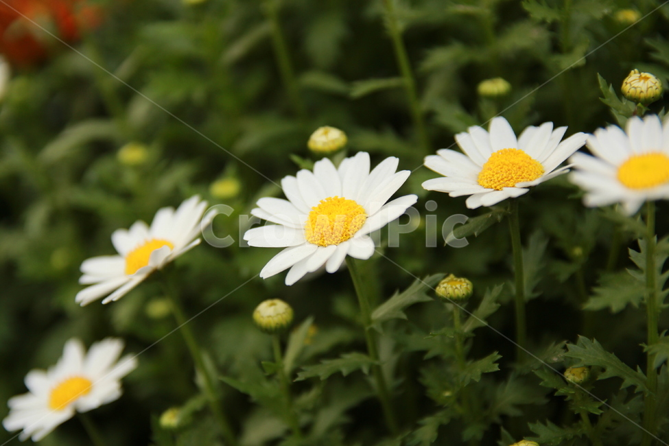 꽃,식물,수수한,소박한,귀여운,식물,자연,plants,nature,꽃,flower