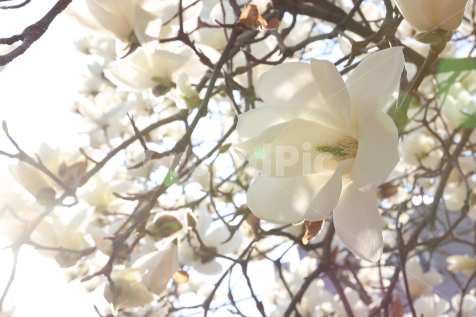 plant,식물,pollen,목련,꽃,식물,자연,plants,nature,꽃,flower