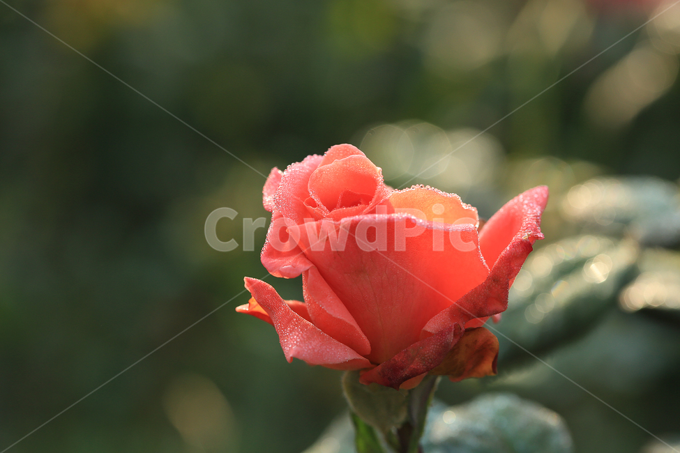 장미,이슬,꽃,rose,dew,flower,식물,자연,plants,nature,꽃,flower,감성,sensible,feeling,색깔,색상,색채,색감,color sense,color sensitivity,feeling of color