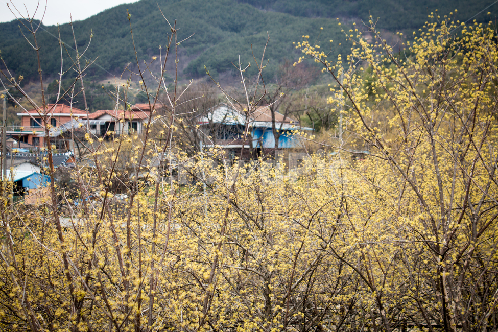 산수유,산수유꽃,봄꽃,꽃,flower,blossom,자연,nature,시골,옥외,outdoors