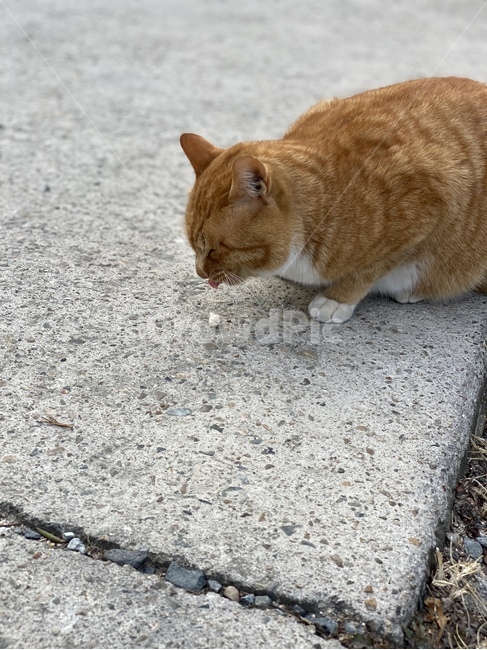 고양이,동물,cat,animal,pet
