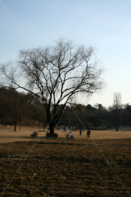 올림픽공원,공원,겨울,나무,잔디,풍경,자연,풍경,nature,landscape,사람들,대중,군중,other people,crowd,tree,plant,식물,tree trunk,나무 줄기,grass,bench,벤치
