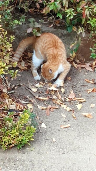 길고양이,고양이,갈색고양이,cat,공원고양이,공원,동물,animal,포유류,mammal,고양이,cat,kitten,kitty