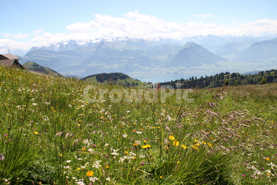 스위스,리기산,꽃,swiss,rigimountain,flower,자연,풍경,nature,landscape,해외,외국,세계,foreign,oversea,world,세계자연풍경,해외자연풍경,외국자연풍경,world nature landscape,outdoors,옥외,field,들,grassland,목초지,rural,농촌,farm,농장,meadow