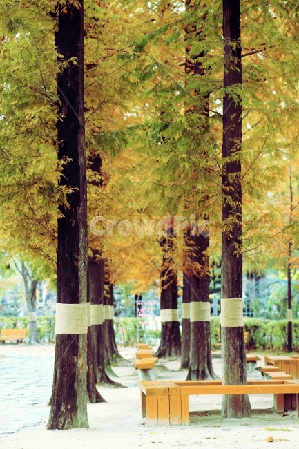 자연,풍경,메타세콰이어,가을,단풍,벤치,의자,가을,계절,fall,autumn,season,식물,자연,plants,nature,나무,trees,wood,tree,plant,tree trunk,나무 줄기
