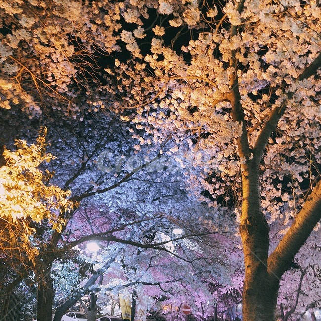 벚꽃,밤,벚꽃나무,이쁜벚꽃,예쁜색감,봄,봄,계절,spring,season,plant,식물