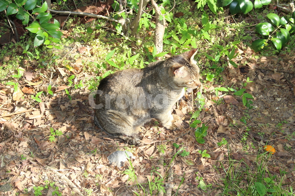 고양이,길고양이,캣,야생동물,cute,귀여운,cat,동물