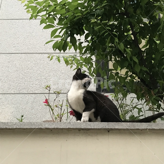 고양이,꽃과고양이,턱시도고양이,호기심,동물,cat,curious,길고양이,감성사진,한가로운,풍경,natural