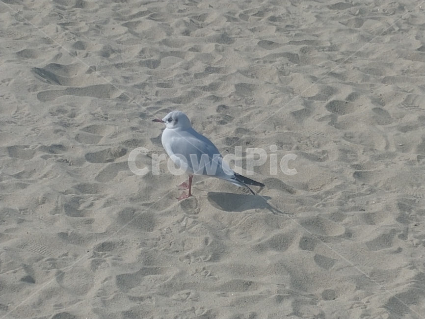 갈매기,gull,bird,새,animal,동물,바다,모래사장,모래,beach,해변,바다,beach,sea,동물,animal,조류,새,birds