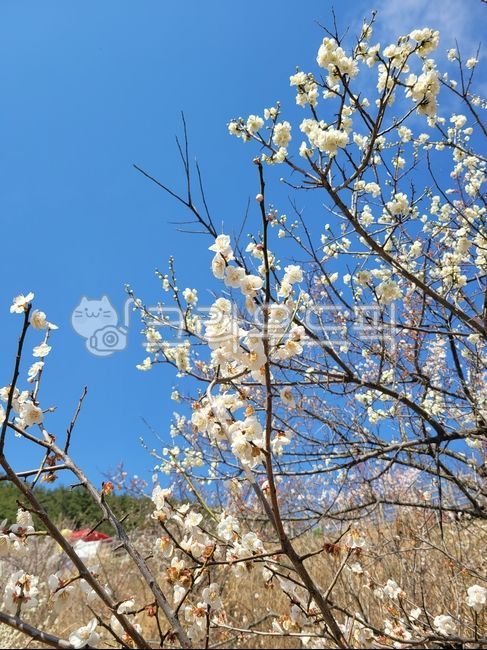 flower,꽃,매화,매화꽃,봄꽃,매화나무